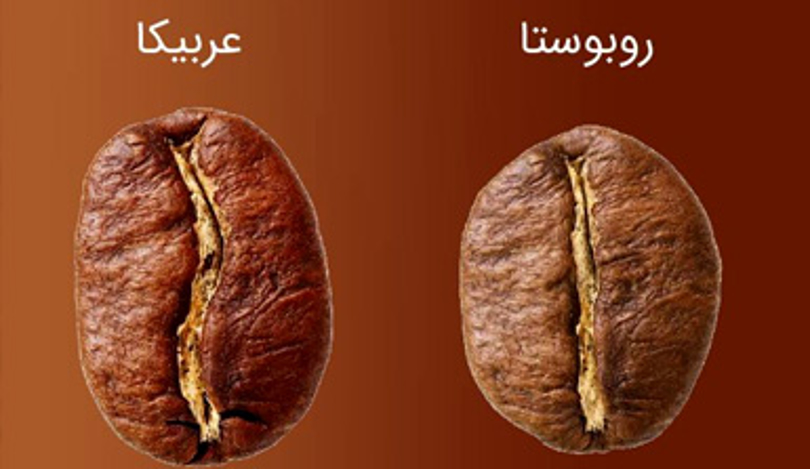 قهوه 100% عربیکا به چه معناست